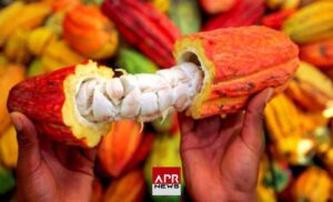 Le Ghana, deuxième producteur mondial de cacao